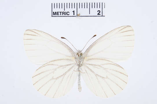 صورة Pieris oleracea (Harris 1829)