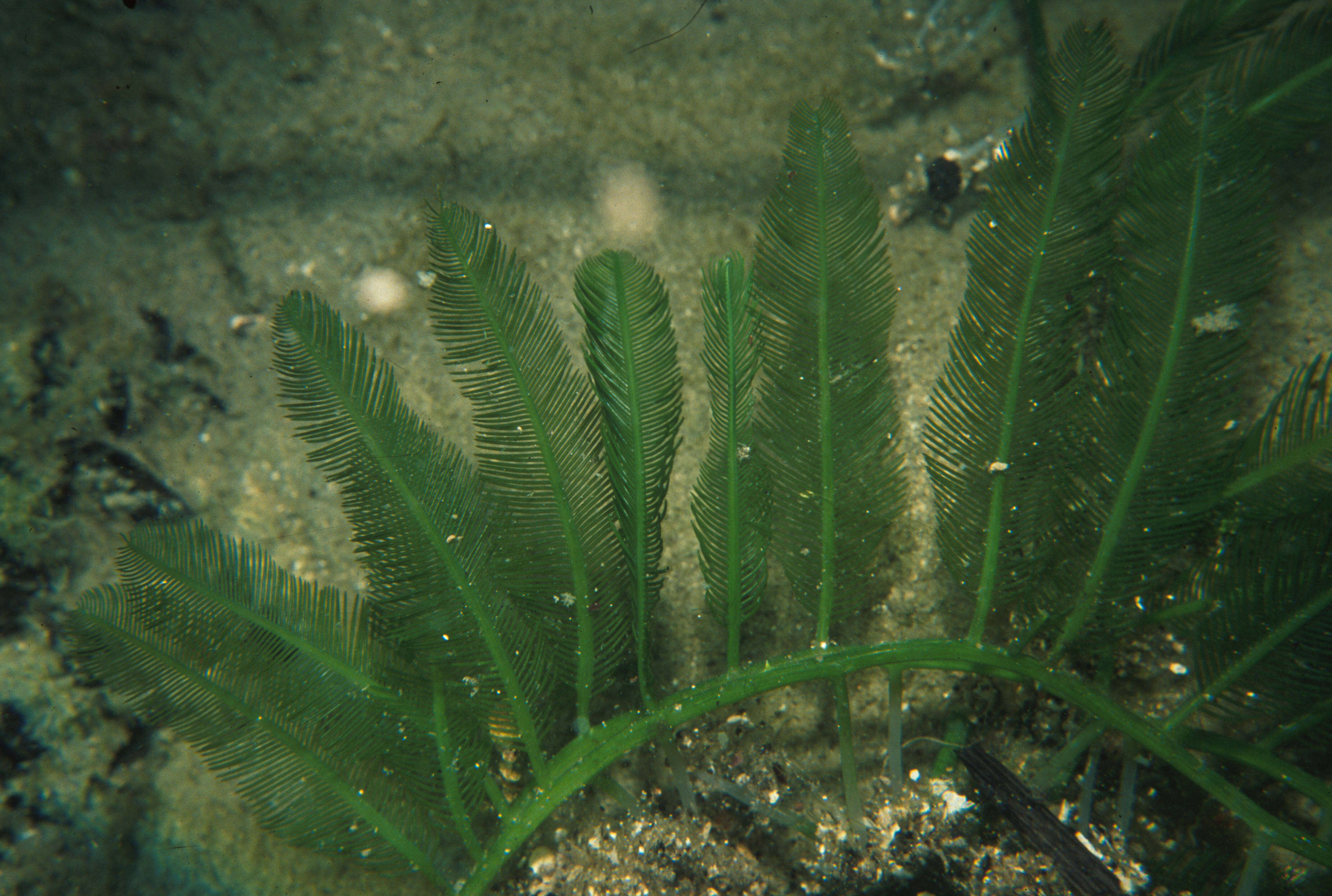 Image de Caulerpa sertularioides