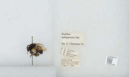 Image of Bombus ephippiatus Say 1837