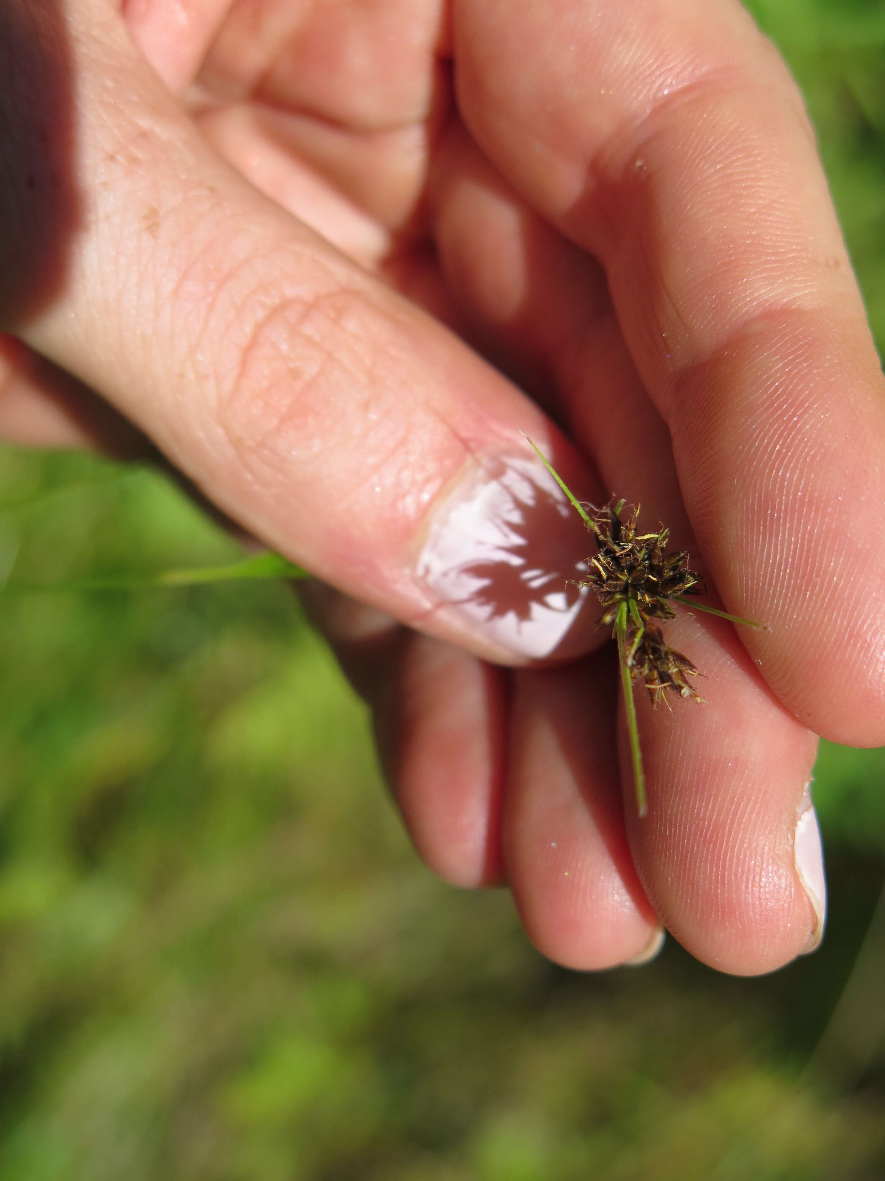 صورة Rhynchospora capitellata (Michx.) Vahl