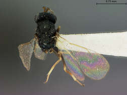 Image of Galeopsomyia haemon (Walker 1847)