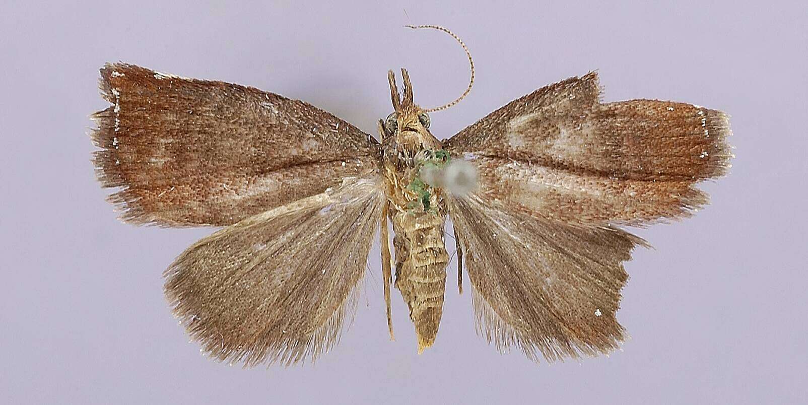 Image of Epitamyra purpurascens Hampson 1906