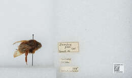 Слика од Bombus eximius Smith 1852