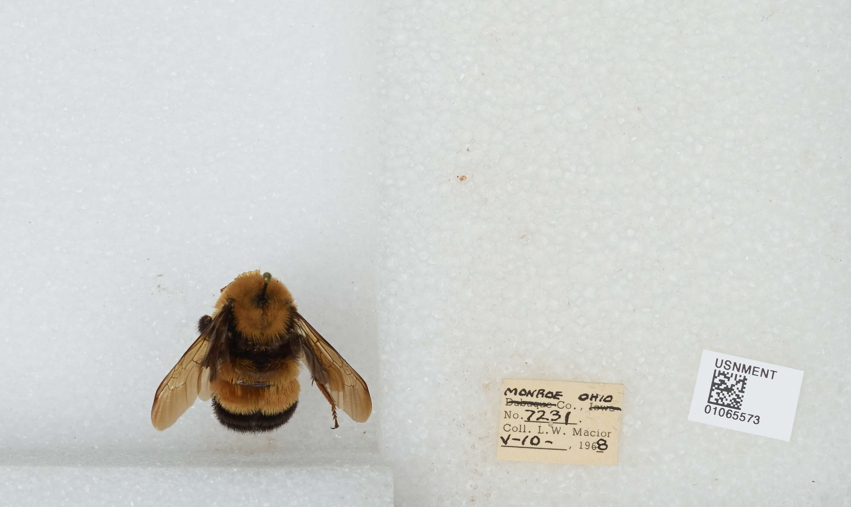 Слика од Bombus affinis Cresson 1864