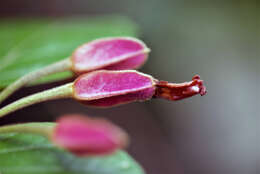 Image of Mendoncia velloziana (C. Martius) Nees