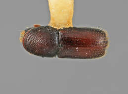 Image of Pseudopityophthorus declivis Wood 1971