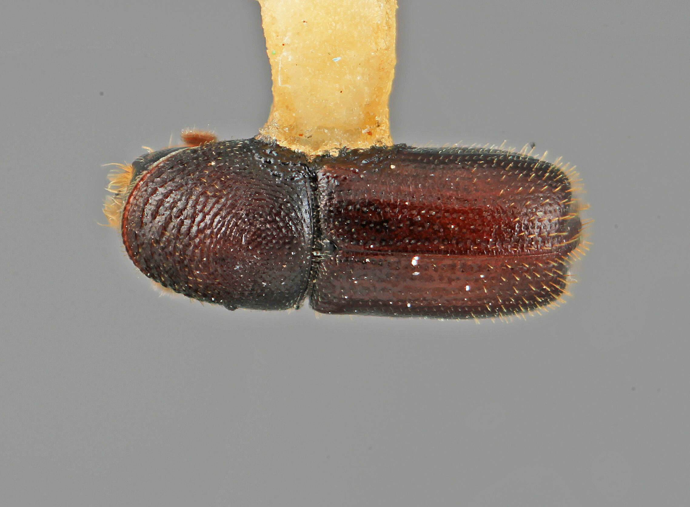 Image of Pseudopityophthorus declivis Wood 1971