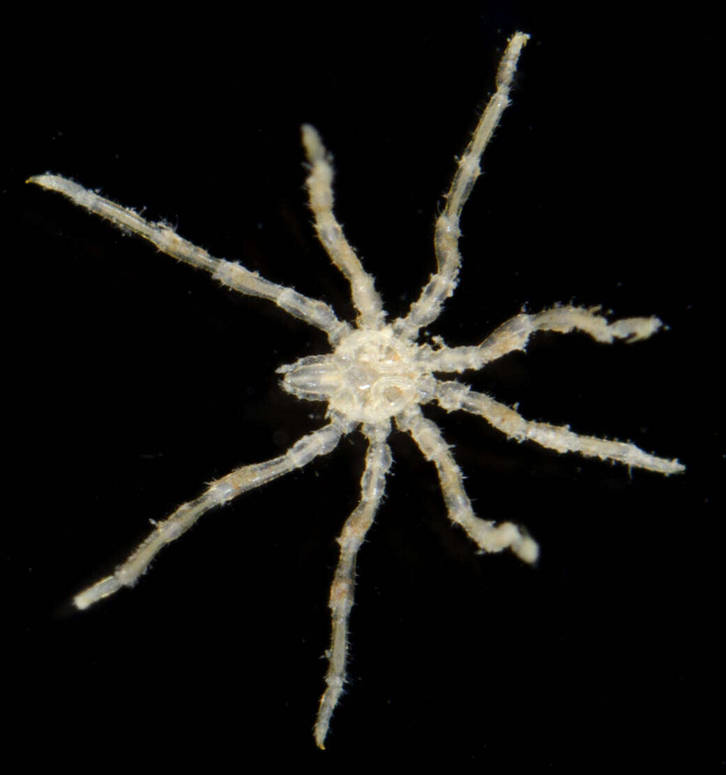 Image of Tanystylum orbiculare Wilson 1878