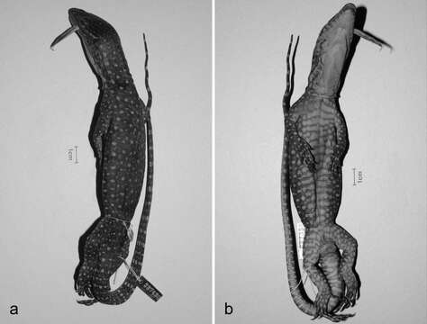 Image of Varanus rainerguentheri Ziegler, Böhme & Schmitz 2007