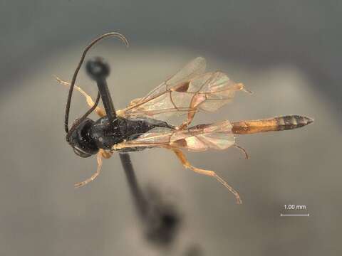 Imagem de Cremastus chrysobothridis Dasch 1979