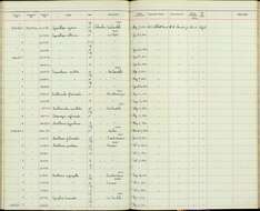 Image of Synallaxis albescens insignis Zimmer & JT 1935