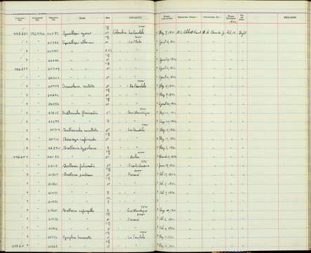 Image of Synallaxis albescens insignis Zimmer & JT 1935