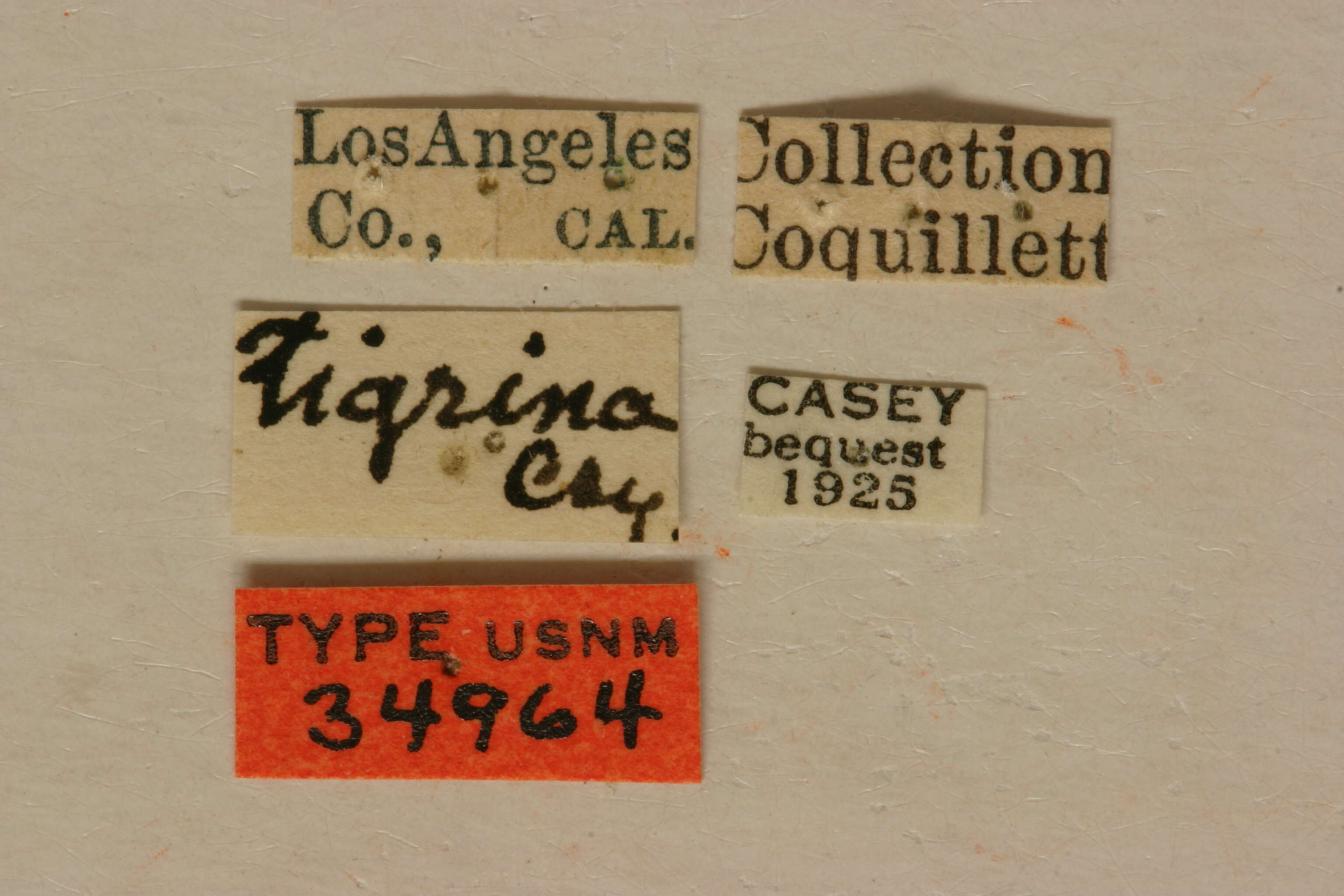 Image of Strophiona tigrina Casey 1913