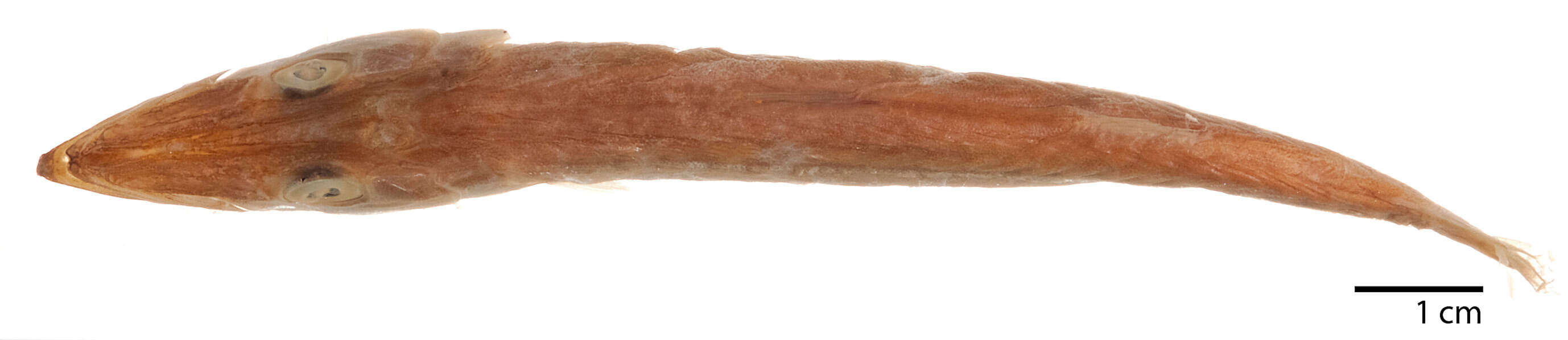 Image of Cortez barracuda