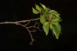 Image of Virginia creeper