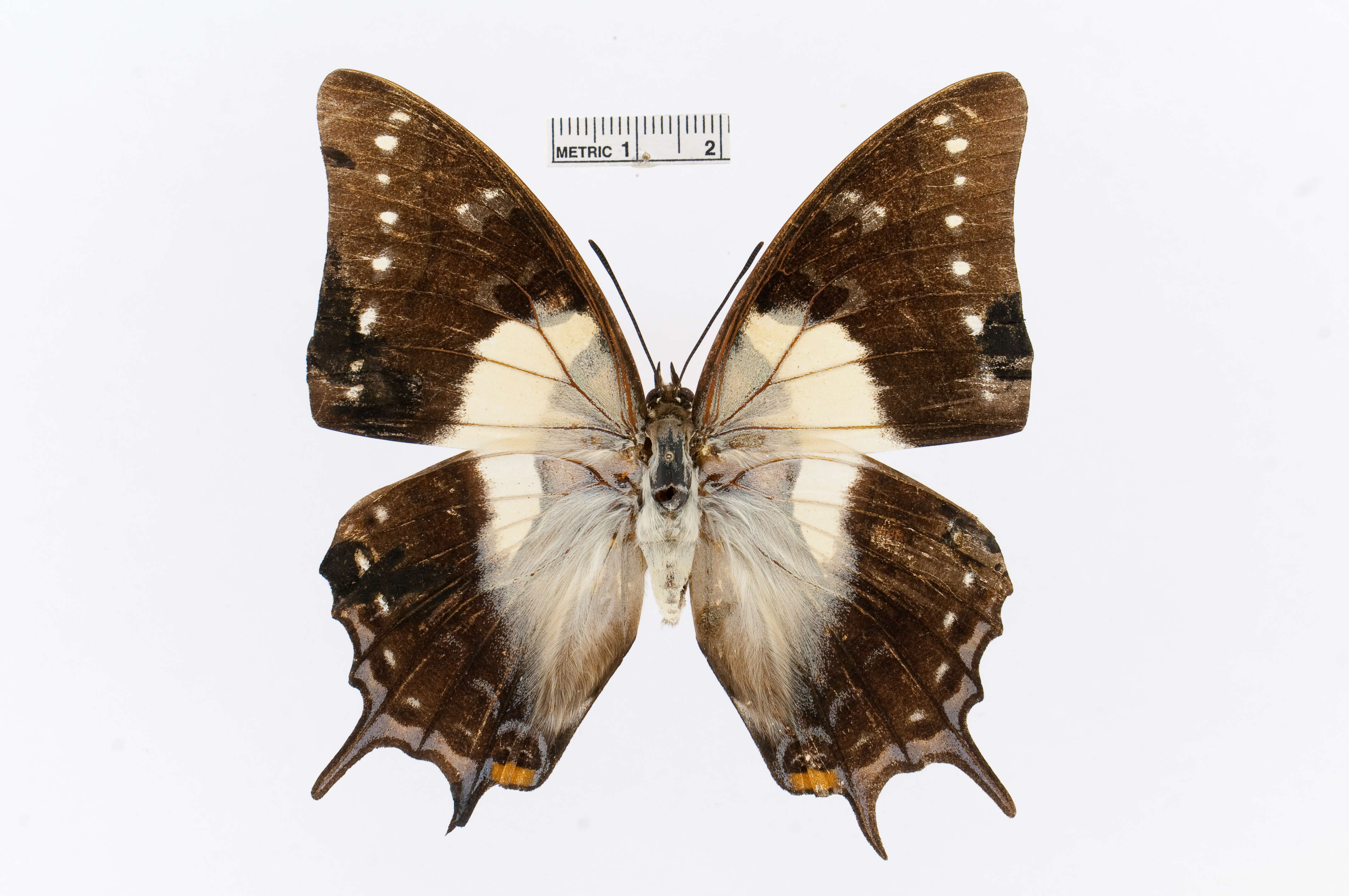 Image of Polyura pyrrhus Linnaeus 1758