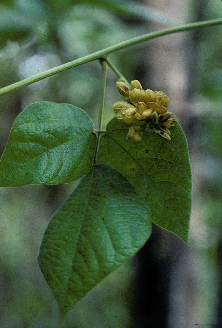 Image of Crab's-Eye