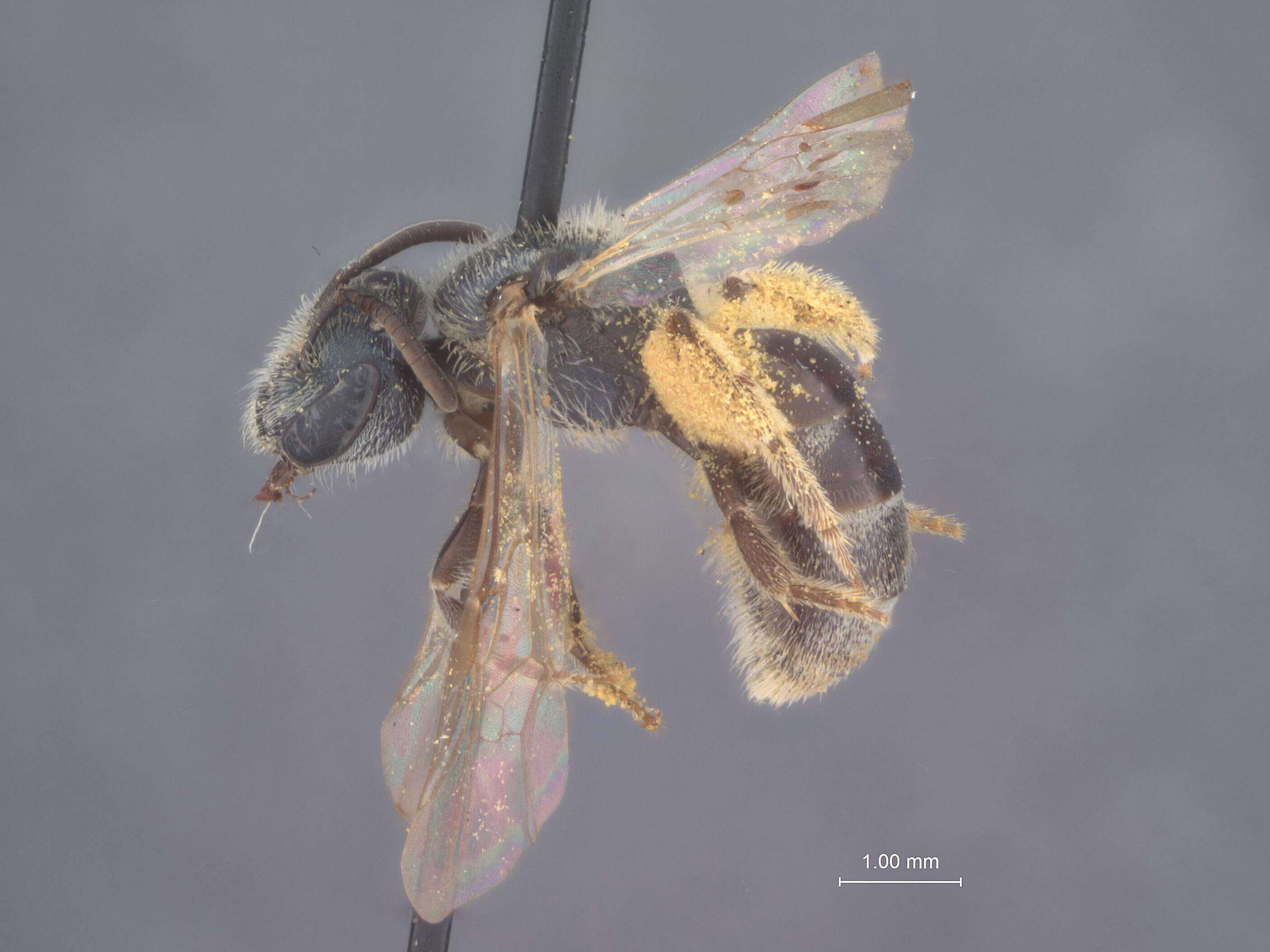 Image of Halictus