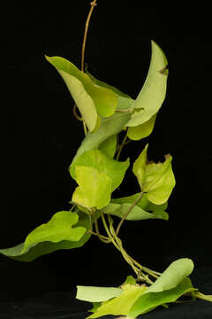 Image of Marsdenia coulteri Hemsl.