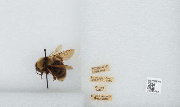 Image of Suckley Cuckoo Bumble Bee