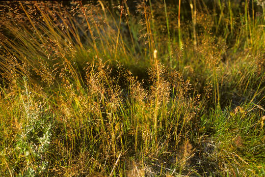 Image of creeping bentgrass