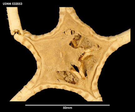 Image of Styracaster horridus Sladen 1883