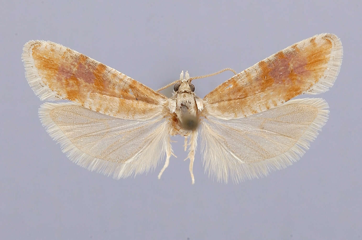 Image of Rhyacionia versicolor Powell & Miller 1978