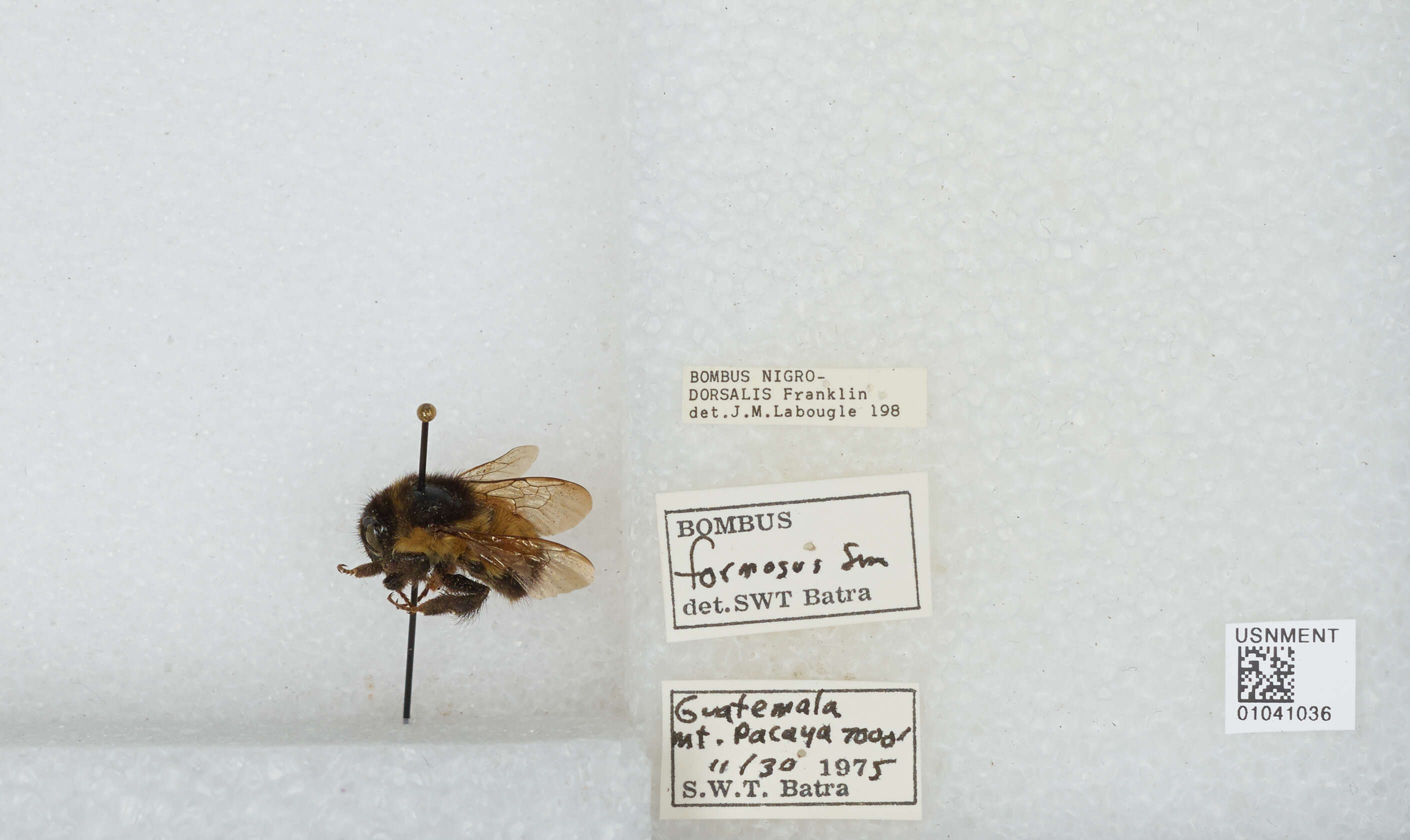 Image of Bombus weisi Friese 1903