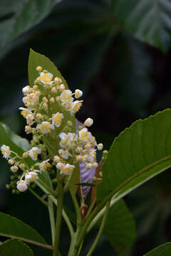 Image de Saurauia yasicae Loes.