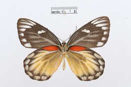 Image of Delias descombesi (Boisduval 1836)