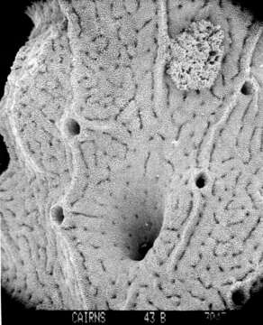 Image of Lepidopora acrolophos Cairns 1983