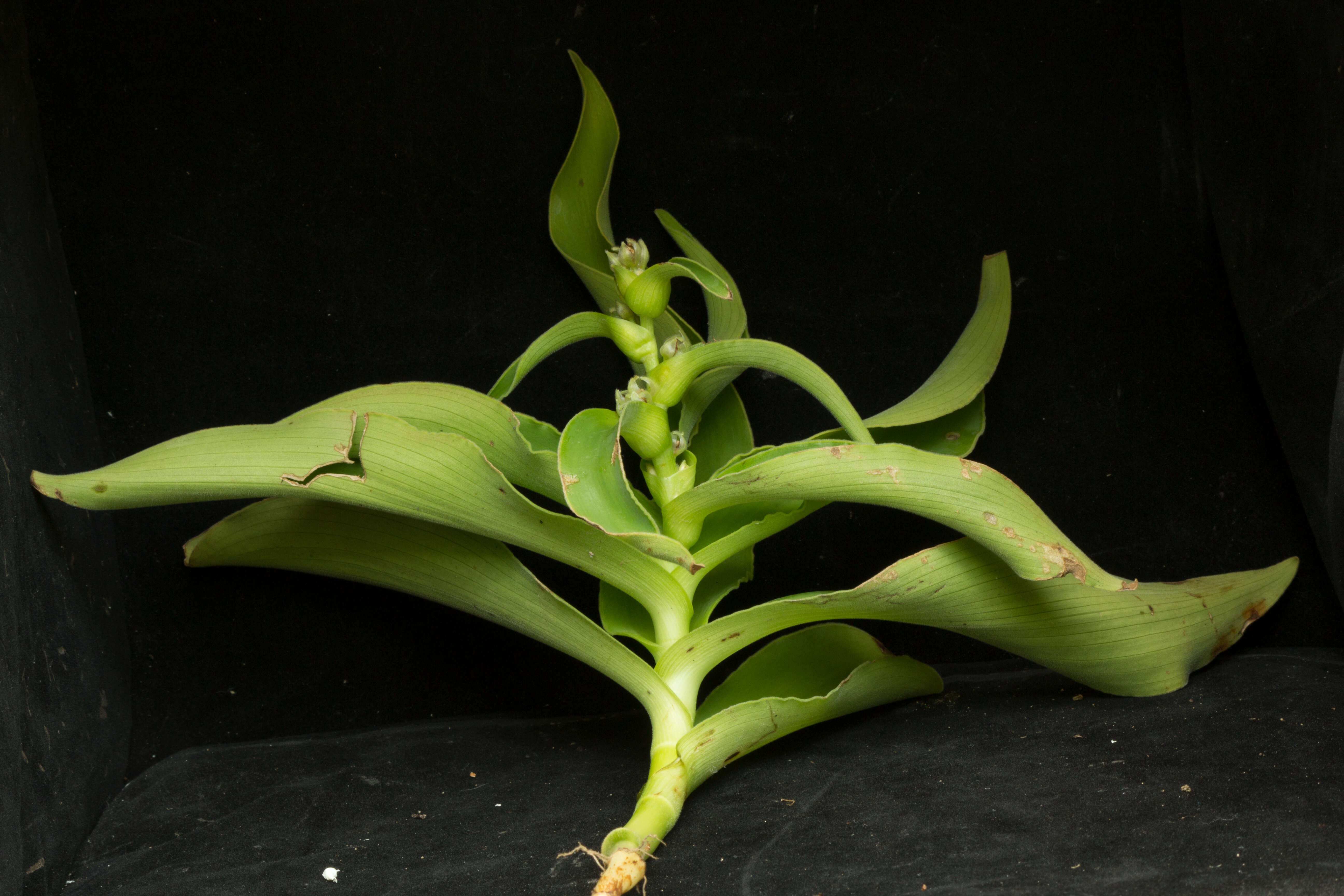 Image of Tradescantia velutina Kunth & C. D. Bouché