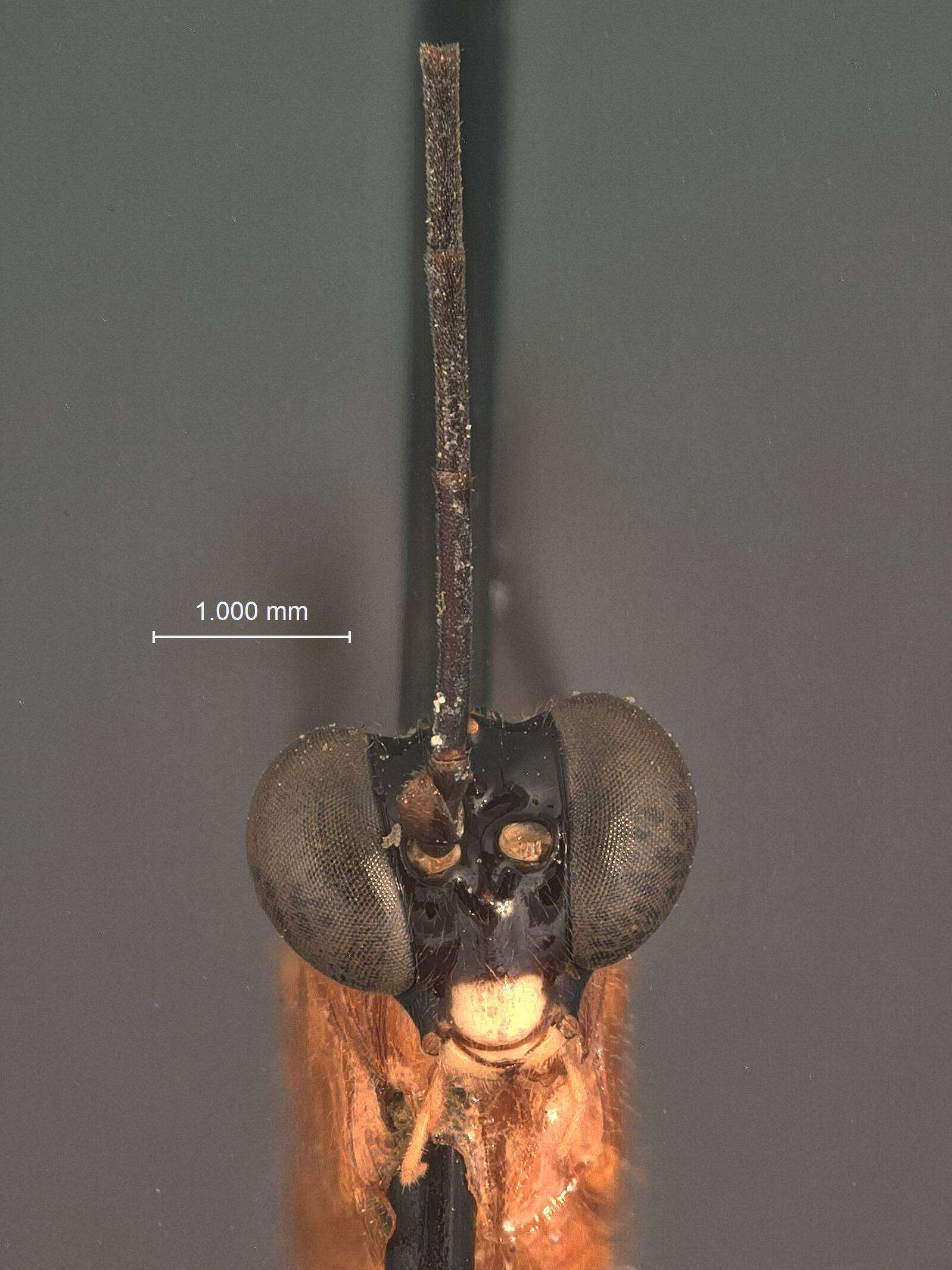 Image of Polycyrtus areolatus Cushman 1931