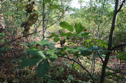 Image of mockernut hickory