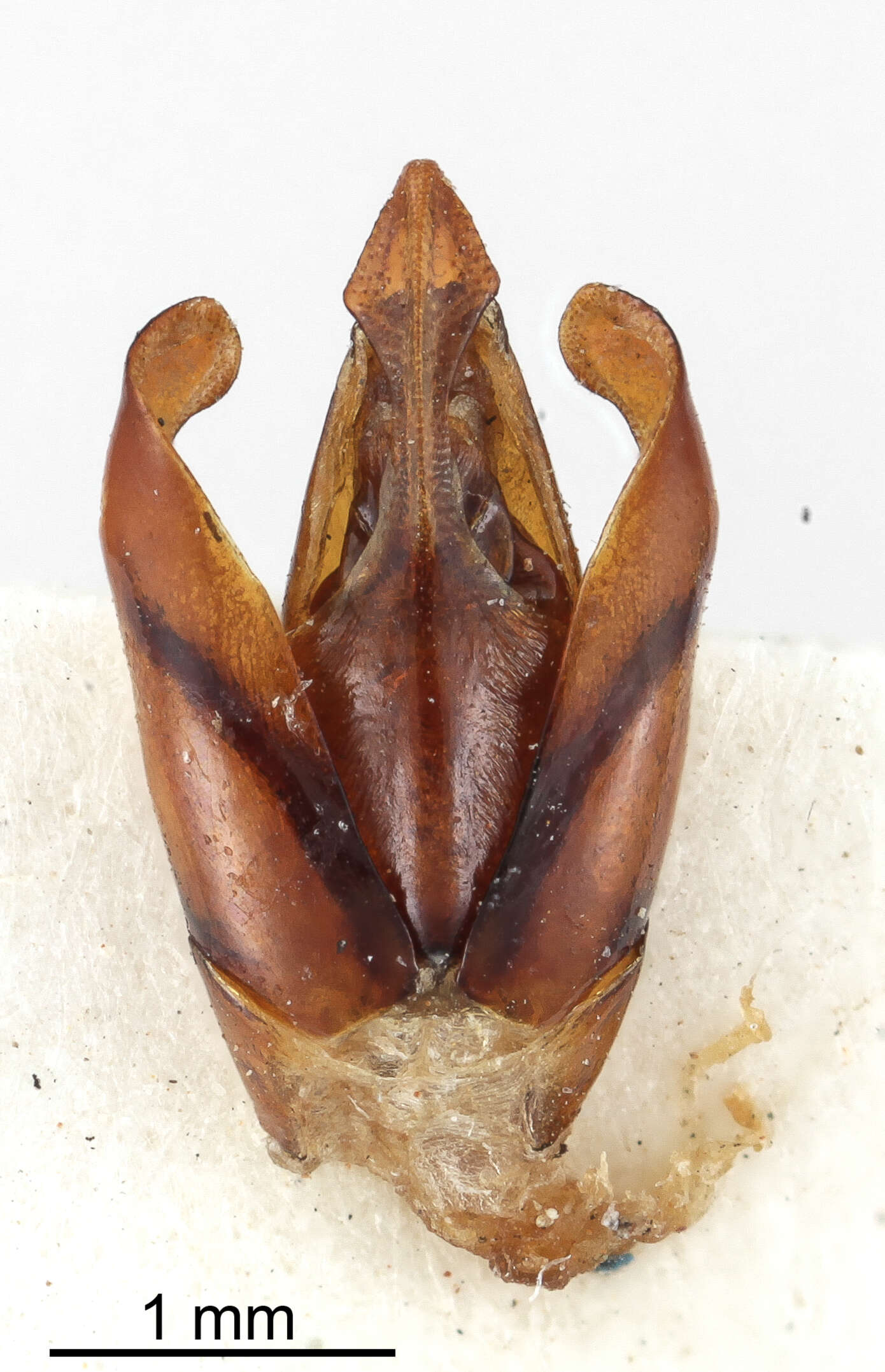 Image de Polynoncus gibberosus Scholtz 1990