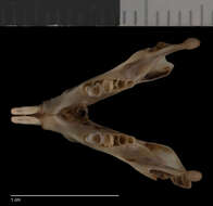 Image of <i>Liomys salvini crispus</i> Merriam 1902