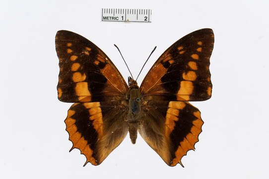 Charaxes cynthia Butler 1865 resmi