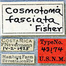 Image of Cosmotoma fasciata Fisher 1931