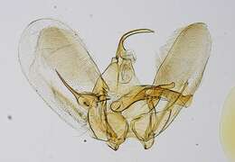 Image of Oidaematophorus falsus Barnes & Lindsey 1921