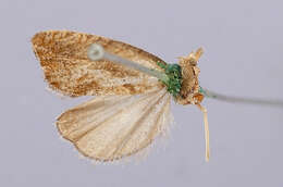 Image of <i>Hemimene piperana</i> Busck