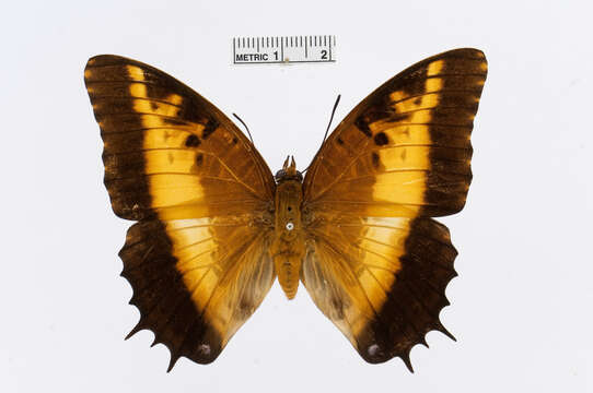 Charaxes pollux的圖片