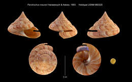 Image of Perotrochus maureri Harasewych & Askew 1993