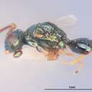 Image of Cyrtogaster annectens Heydon 1989