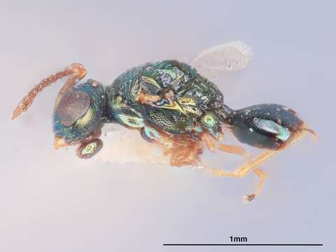 Image of Cyrtogaster annectens Heydon 1989