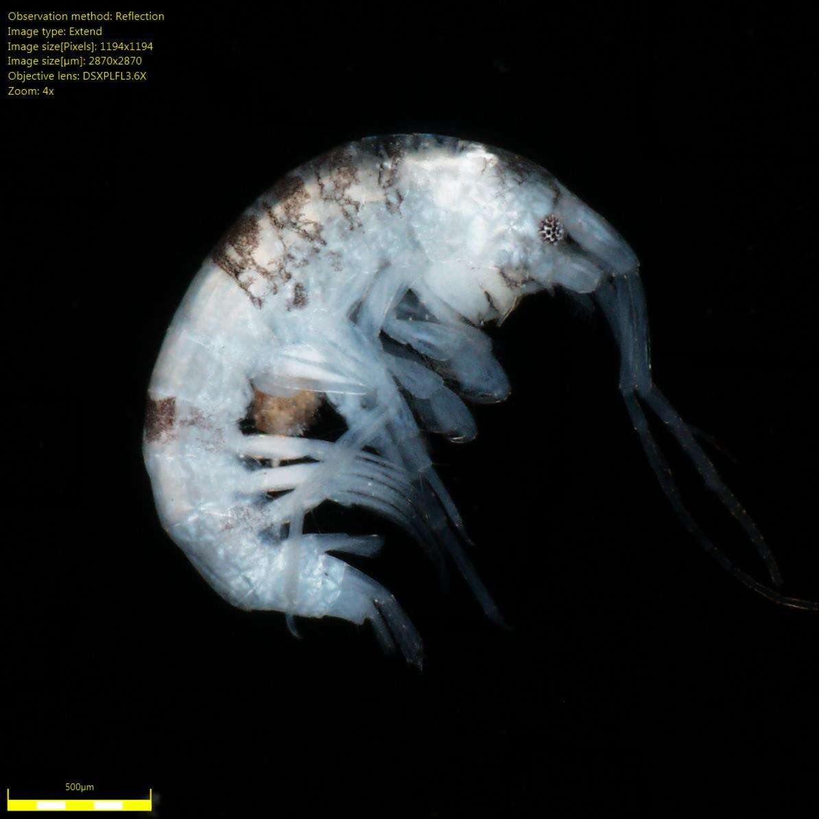 Image of Amphipoda