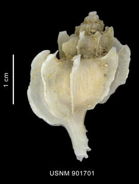 Image of Trophon paucilamellatus Powell 1951