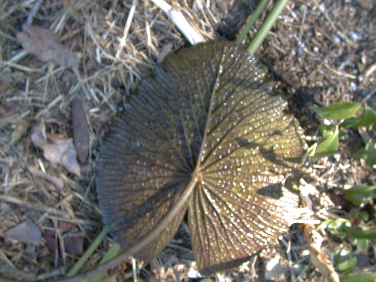 Image de Nymphaea ampla (Salisb.) DC.