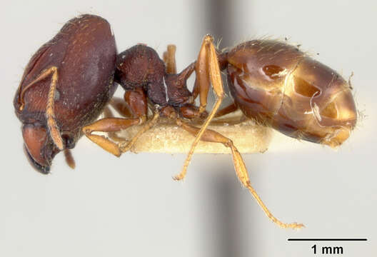 Pheidole caldwelli Mann 1921 resmi