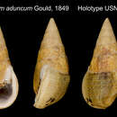 Sivun Clypeomorus adunca (Gould 1849) kuva