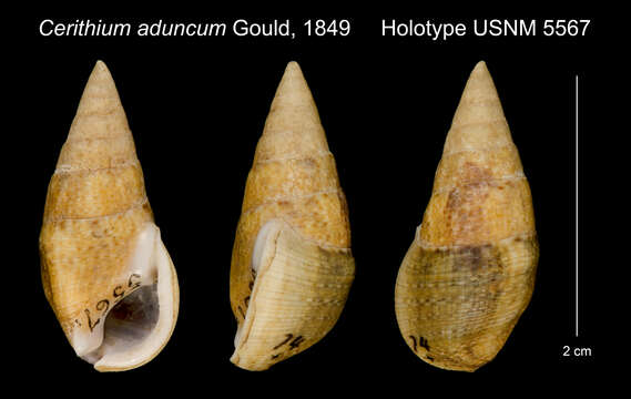 Image of Clypeomorus adunca (Gould 1849)
